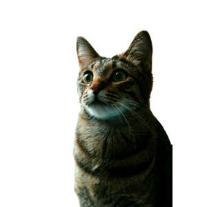 Adorable Tabby Cat Looking Attentively Upward In Indoor Setting. 14847 - Cat PNG image with transparent background
